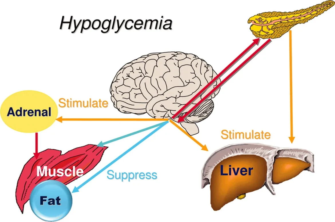 Hipoglicemia-organica.jpg